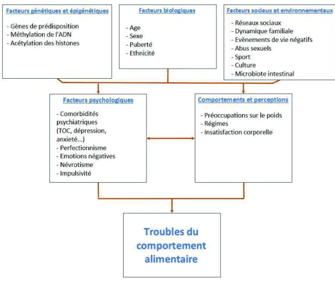 Figure  5 :  Interactions  entre  les  différents  facteurs  impliqués  dans  le  développement  des  troubles du comportement alimentaire (adapté de Mayhew et al., 2018) 