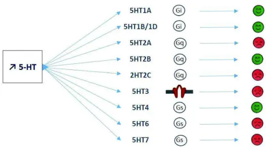 Figure 7 : Effet antidépressif de la sérotonine en fonction des différents récepteurs 