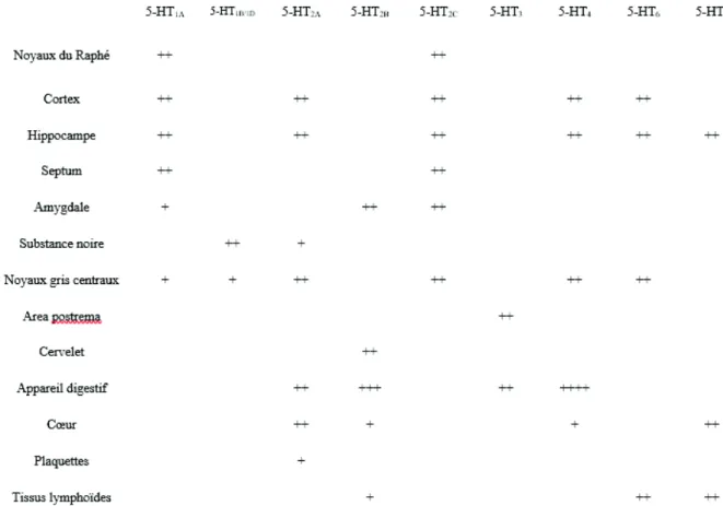 Tableau 1 : Principales localisations des récepteurs sérotoninergiques dans le système nerveux  central et le système nerveux périphérique (adapté de Lawson, 2014)