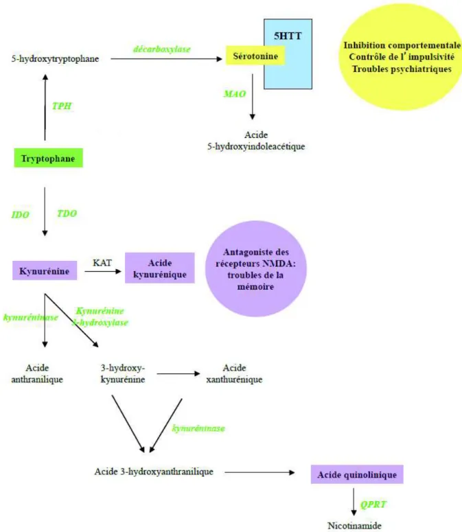 Figure  8 :  Schéma  des  différentes  voies  métaboliques  du  tryptophane.  TPH,  tryptophane  hydroxylase  ;  TDO,  tryptophane  2,3-dioxygénase  ;  IDO,  indolamine  2,3-dioxygénase  ;  KAT,  kynurénine  aminotransférase  ;  QPRT,  acide  quinolinique 