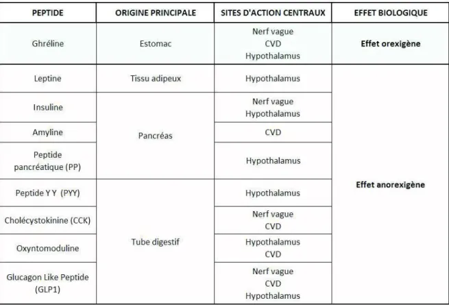 Tableau 2 : Principaux peptides impliqués dans la prise alimentaire ainsi que leur origine et  leurs sites d’action (adapté de Rachidi et Moyse, 2011)