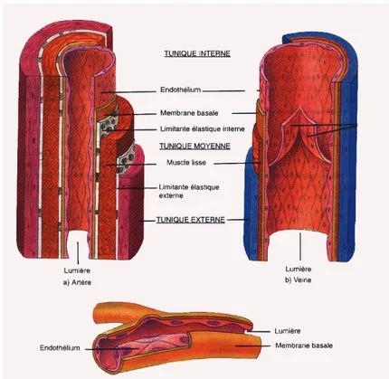 Figure 2 : Structure d’une artère, d’une veine et d’un capillaire 