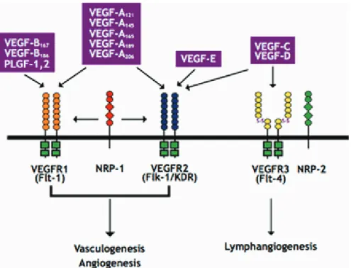 Figure 8 : Interactions entre les différents VEGF et leurs récepteurs  (d’après Hicklin et Ellis, 2005) 