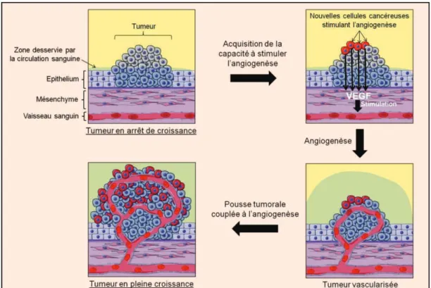 Figure 10 : Les différentes étapes de l’angiogenèse tumorale  (d’après Ségala, 2012) 