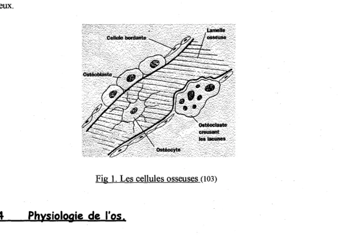 Fig  1.  Les cellules osseuses  (103) 
