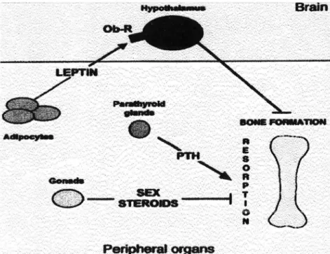 Fig 4.  La régulation  hormonale du remodelage 
