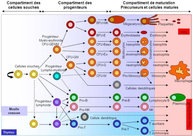 Figure 1 : Schéma général de l’hématopoïèse  (d’après Fichelson, 2004) 