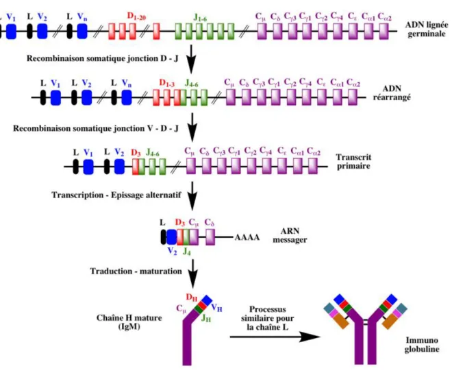 Figure 6 : Réarrangement des gènes des chaînes lourdes d’Ig  (d’après Jaspard, 2014) 