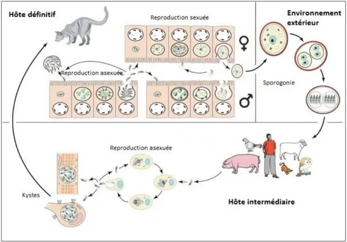 Figure 7 : Cycle HD-HI de T. gondii 