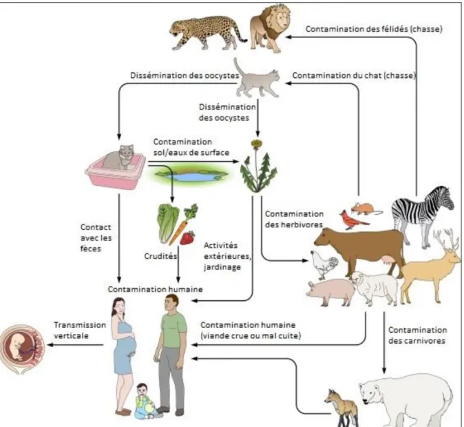 Figure 12 : Principales sources environnementales et alimentaires d’infection humaine à T