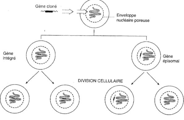Figure  12.  Strachan T, 1998 (76) : devenir du gène transféré dans des cellules nuclées