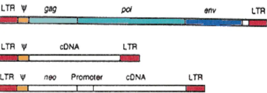 Figure  15 . d'après web6:  incorporation d'un transgène  dans un  rétrovirus : mutation de  l'ADN  viral: le  transgène  (en  blanc)  prend  la  place  des  gènes  viraux  gag, pal  et  env  (en  bleu  et  vert)  ;  voir texte   ci-dessus