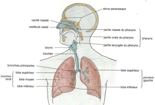 Figure 1: Vue d'ensemble de l'appareil respiratoire (3) 