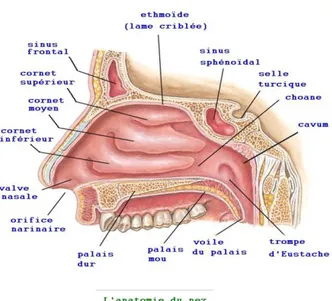 Figure 6 : Anatomie du nez (4)