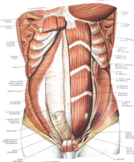 Figure 14 : Diaphragme (14)