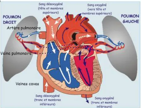 Figure 17 : Circulation pulmonaire et systémique (17)
