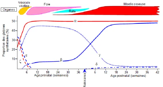 Figure 20 : Évolution de l’hémoglobine en fonction de l’âge (22) 