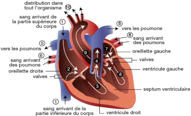 Figure 1 :   Circulation du sang dans le cœur 