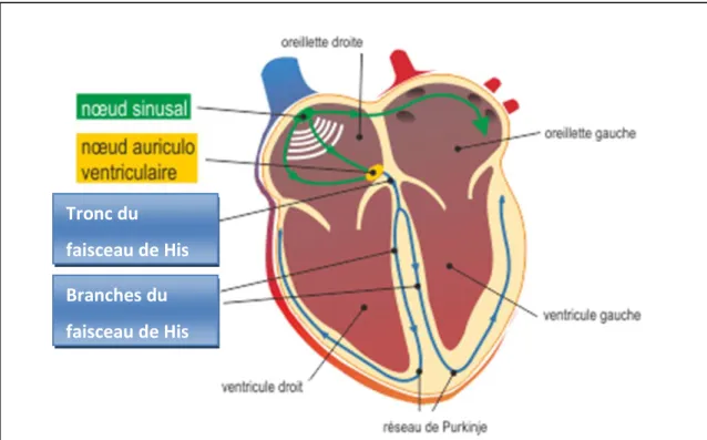 Figure 5 :   Propagation de l'influx électrique du cœur 