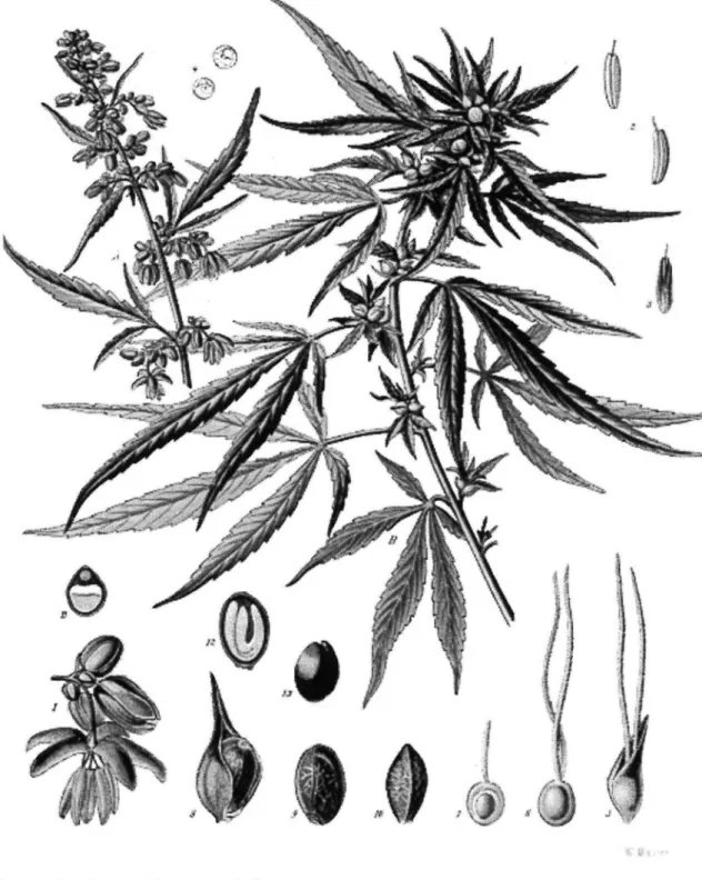 Figure 1 : Cannabis sativa [1] 