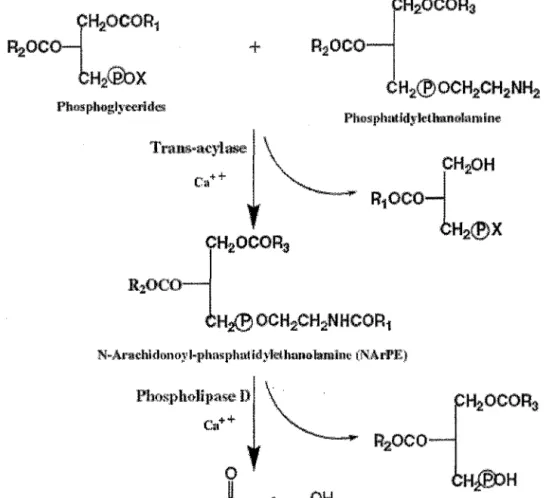 Figure 6 : Biosynthèse de l'anandamide [27] 