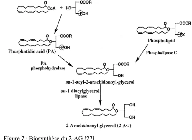 Figure 7: Biosynthèse du 2-AG [27] 