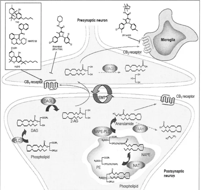 Figure 8 : Le système endocannabinoïde dans le cerveau [13] 