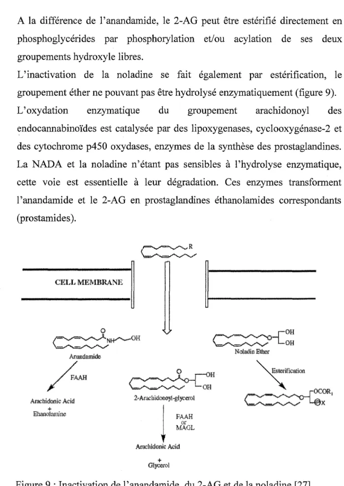 Figure 9 : Inactivation de l'anandamide, du 2-AG et de la noladine [27] 
