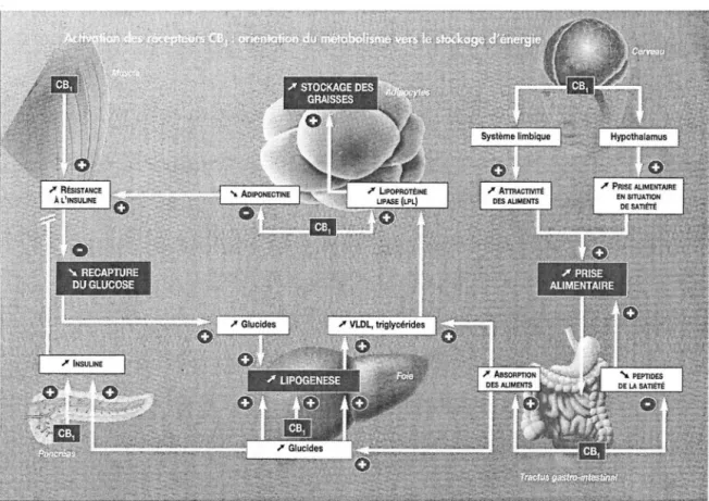 Figure 11: Activation des récepteurs CB 1 : orientation du métabolisme vers le  stockage d'énergie [33] 