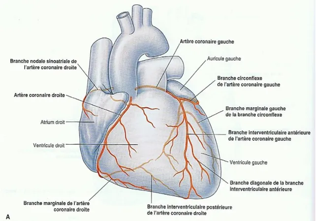 Figure 1 : Vue antérieure du système artériel coronaire. [7] 