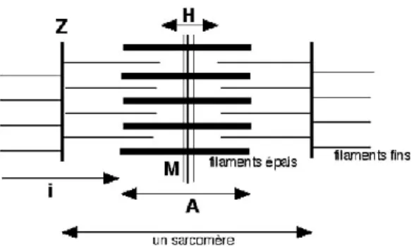 Figure 4 : L’appareil contractile [14]. 1 – La tête de myosine hydrolyse l’ATP, elle change de conformation