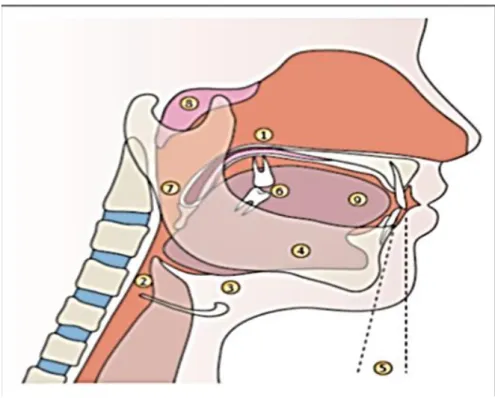 Figure 6: Anomalies des Voies aériennes supérieures chez les patients présentant un SAHOS