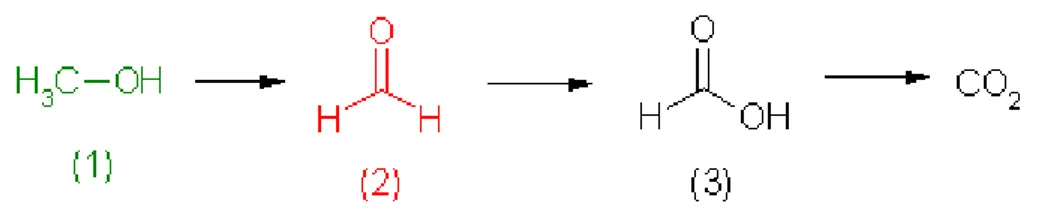 Figure 3 : Métabolisme du méthanol  (1) Méthanol 