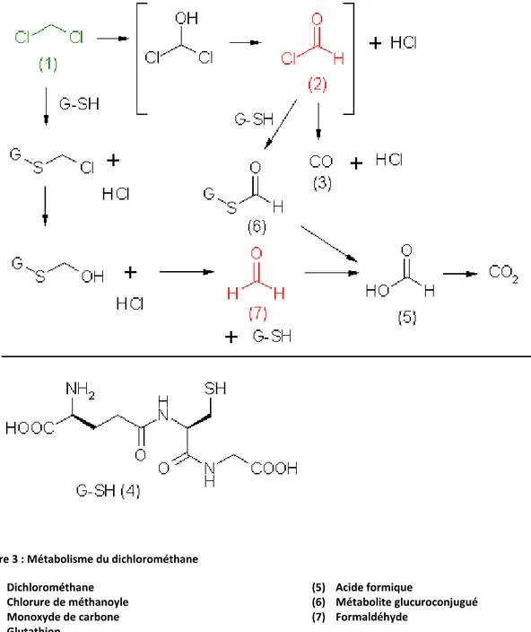 Figure 3 : Métabolisme du dichlorométhane  (1)  Dichlorométhane  (2) Chlorure de méthanoyle  (3)  Monoxyde de carbone  (4) Glutathion  (5)  Acide formique (6) Métabolite glucuroconjugué (7) Formaldéhyde