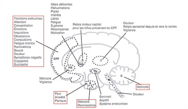 Figure 6 : Comportements liés à des régions essentielles du cerveau (85) 