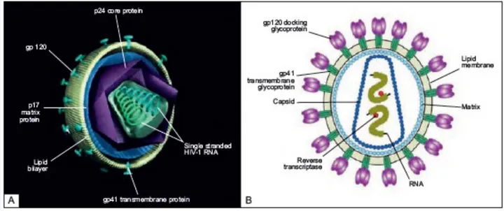 Figure 1. Structure du VIH d'après Geretti, A. M., &amp; Booth, C. (2011). Pathogenesis of HIV infection