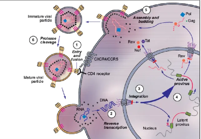 Figure 2. Cycle de réplication du VIH d’après Geretti, A. M., &amp; Booth, C. (2011). Pathogenesis of  HIV infection