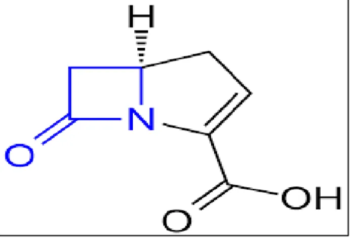 Figure 5 : Structure chimique des carbapénèmes.  