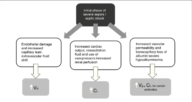 Figure 8 : Phase initiale du sepsis/choc septique et impact sur la PK des  antibiotiques 