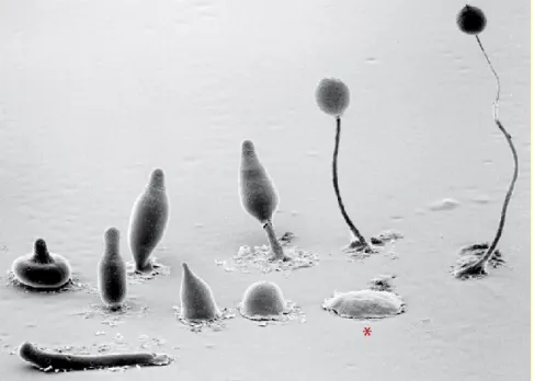 Figure 1.1. Le développement multicellulaire chez D. discoideum. Dans  le sens horaire à partir de l’astérisque (*): en situation de famine, les amibes  sécrètent  des  vagues  d’AMPc  menant  à  l’agrégation  d’environ  100 000  cellules  en  un  monticul