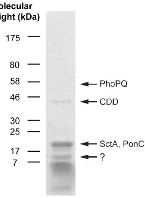Figure 2.1. Protein profile of purified MLBs. Proteins were extracted from  purified  MLBs,  solubilized  with  denaturation  solutions,  and  run  on  an   SDS-PAGE gel