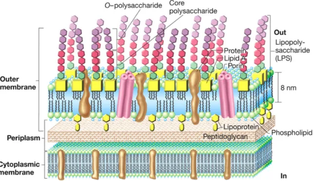 Illustration 1 : Composition de la membrane externe des bactéries Gram négatif 