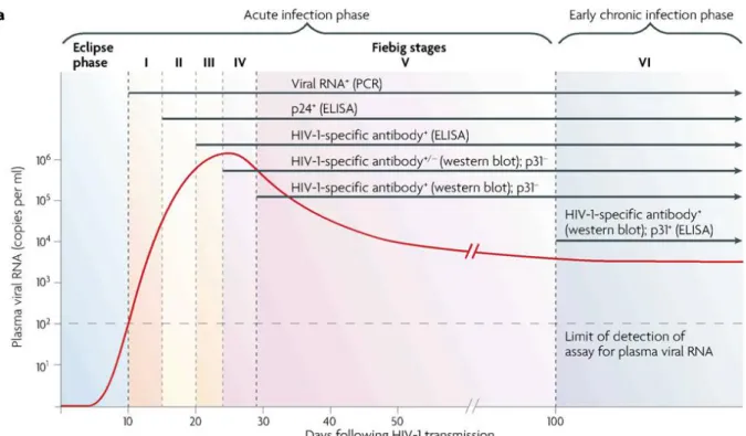 Figure 4 : Evolution des marqueurs virologique au cours de l’infection par le VIH  Cinétique d’apparition des marqueurs virologiques et stades de l'infection à VIH-1 définis par  une série de tests de laboratoire qui mesurent l'apparition des anticorps spé