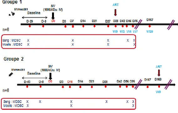 Figure 17 : Calendrier des analyses 