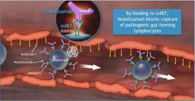 Figure 14 : Mode d’action du vedolizumab.  