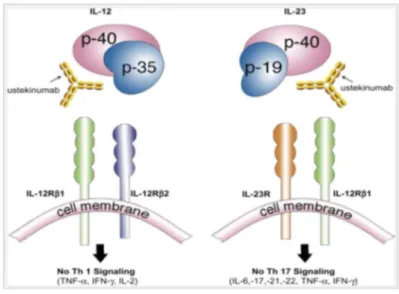 Figure 15 : Sous-unités p-40 des IL-12 et IL-23 