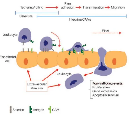 Figure 1: Diapédèse des leucocytes (24)