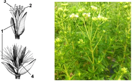 Figure 6 : A gauche : Schéma d'une fleur avec ses organes reproductifs : involucre (1), corolle (2), pistil  (3), akène avec ses aigrettes (4) ; A droite : Plant de Stevia rebaudiana B