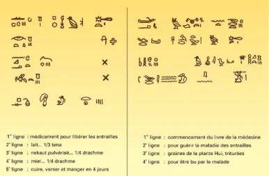 Figure 2 : Papyrus Ebers (encyclopédie Universalis d'après E. Perrot, « La Connaissance des  drogues simples d'origine végétale », Paris, 1932) 