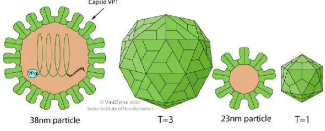 Figure 2. Représentation de Norovirus 